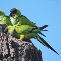 Nanday Parakeet